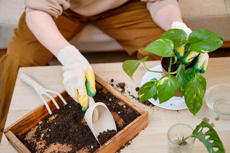 Wer eine Efeutute umtopft, kann so ihr Wachstum beschleunigen.