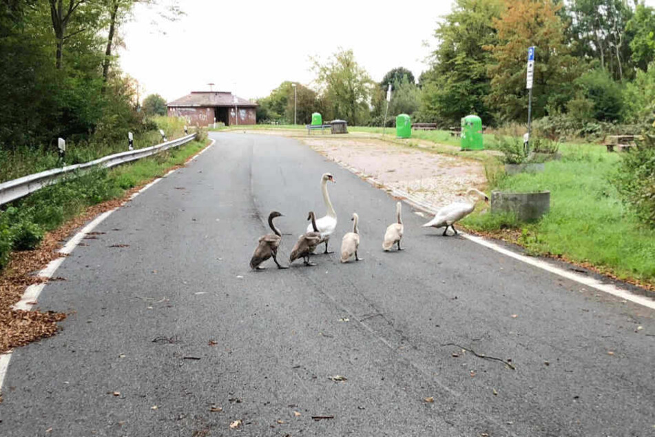 Die Schwanenfamilie verirrte sich auf die A1.