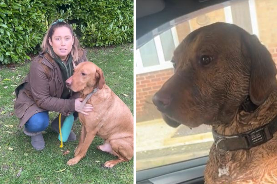 Cheryl Cawston hatte vergangenen Monat einen unglücklichen "Moment" mit ihrem Hund Albie.