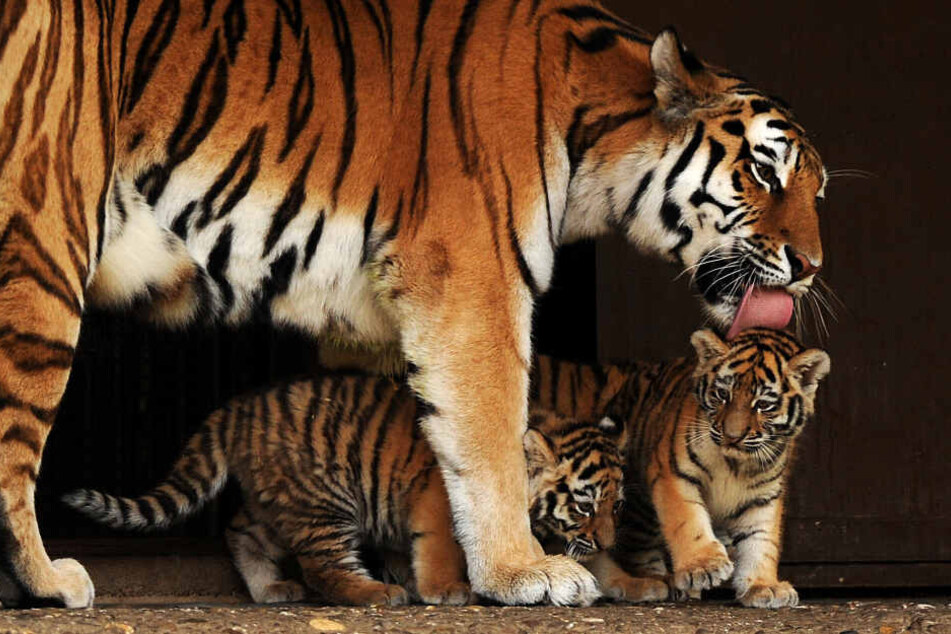 Tigerin Hanya mit ihrem Nachwuchs im Oktober 2013.