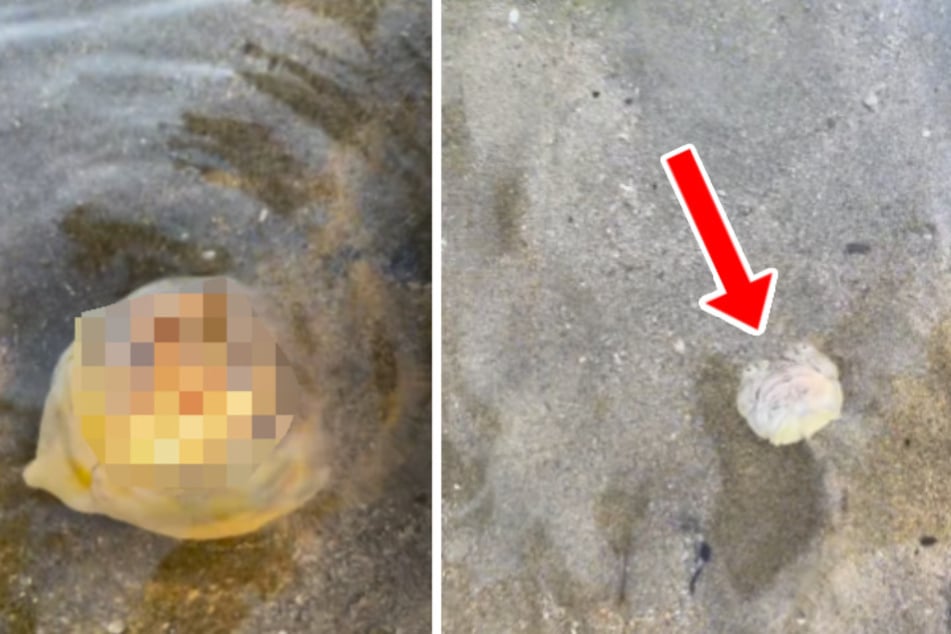 Mann entdeckt merkwürdigen Stein am Strand, als er genauer hinschaut, zuckt er zusammen