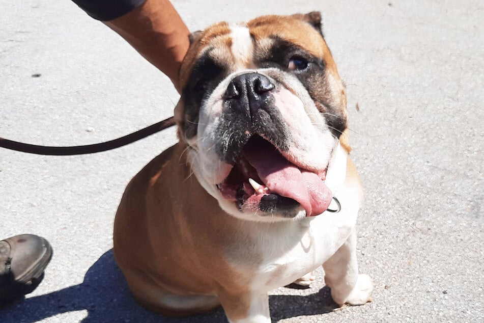 Wer will die knuffige Bulldogge adoptieren?