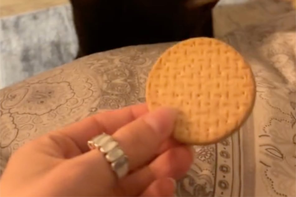 Als Labrador Ozzie mit einem Keks ins Schlafzimmer gelockt wurde, war sein Frauchen noch guter Hoffnung, den Snack auch wirklich zu bekommen.