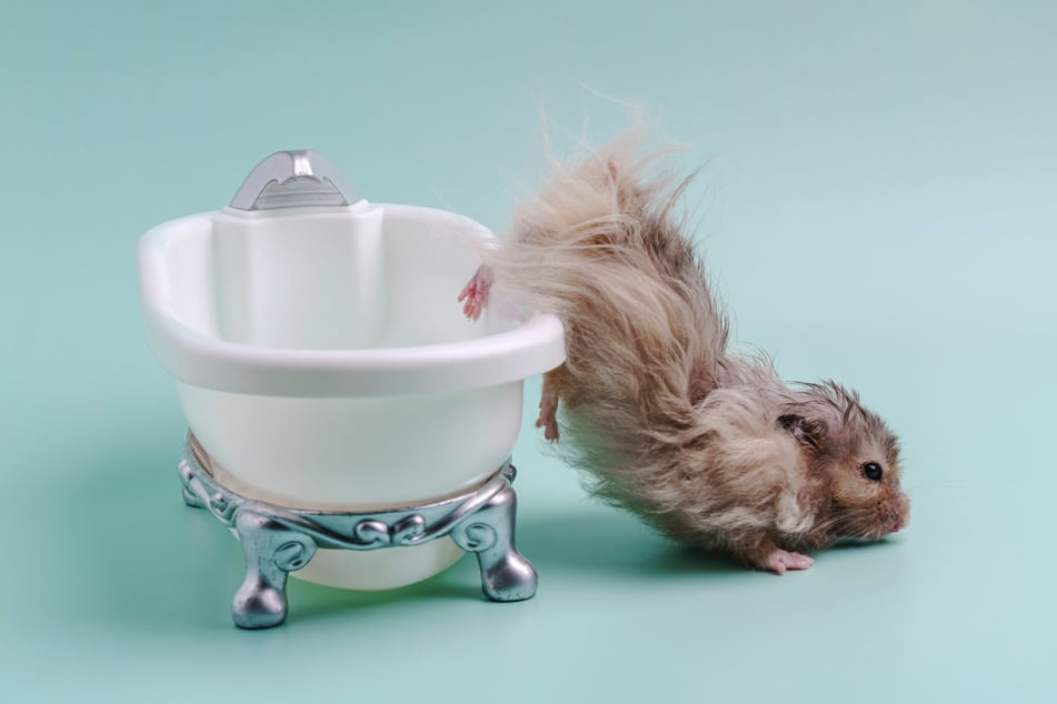 Hamster mögen kein Wasser.