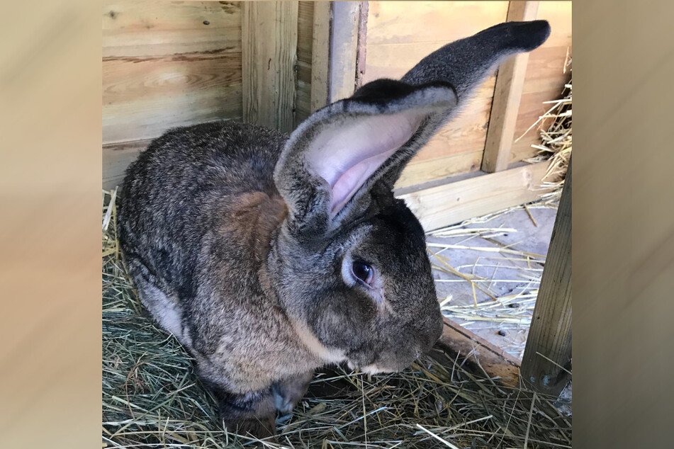 Kaninchen Darius wurde am vergangenen Wochenende aus dem Garten seiner Eigentümerin gestohlen.
