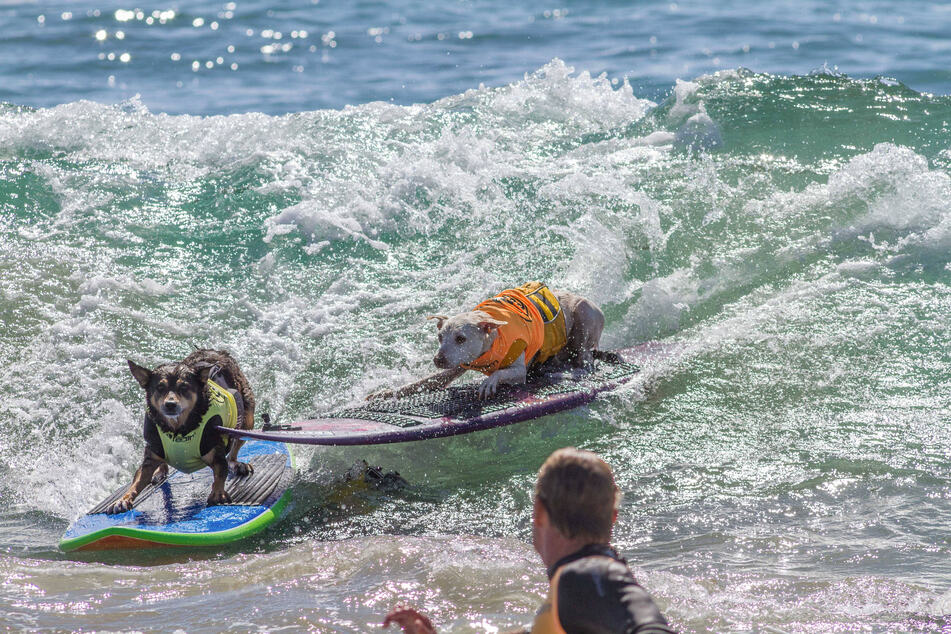 Abbie wasn't the only surfing dog in the water.