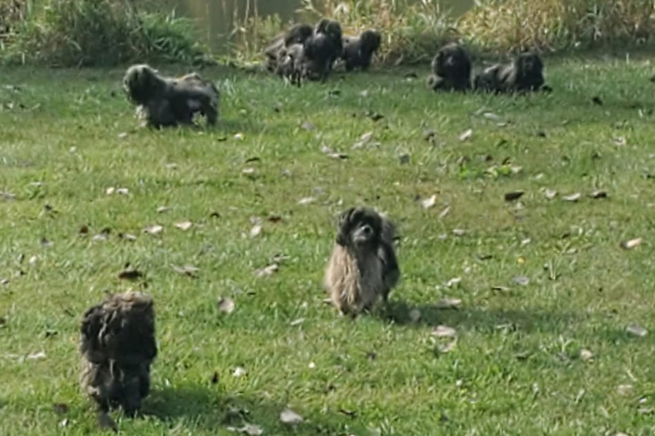 En el prado, algunos de los 15 perros estaban solos, mientras que otros se acurrucaban entre sí.