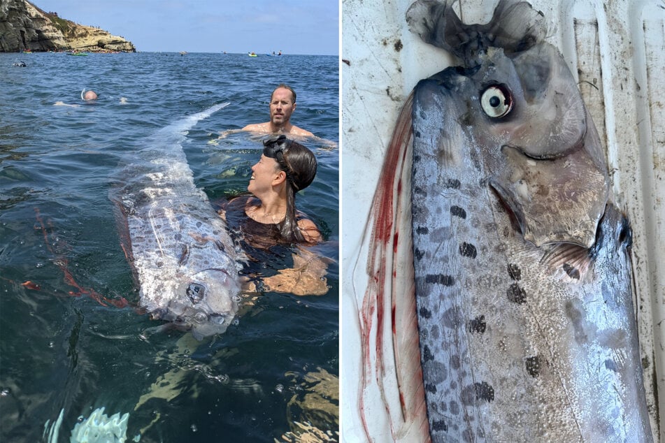 Riemenfische leben für gewöhnlich in Tiefen von bis zu 1000 Metern.