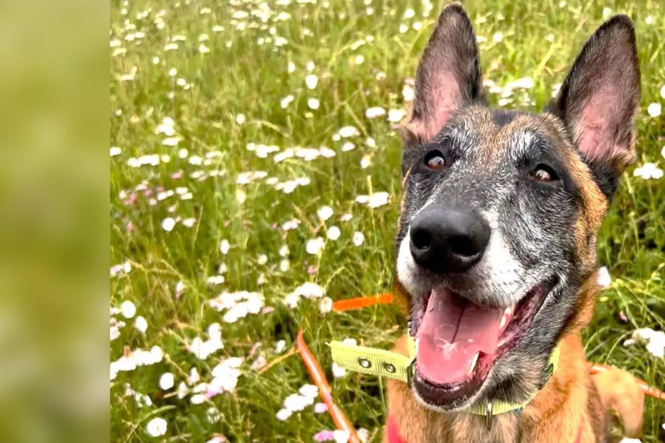 Après un dur combat pour la survie : Qui offrira une deuxième chance à ce chien ?