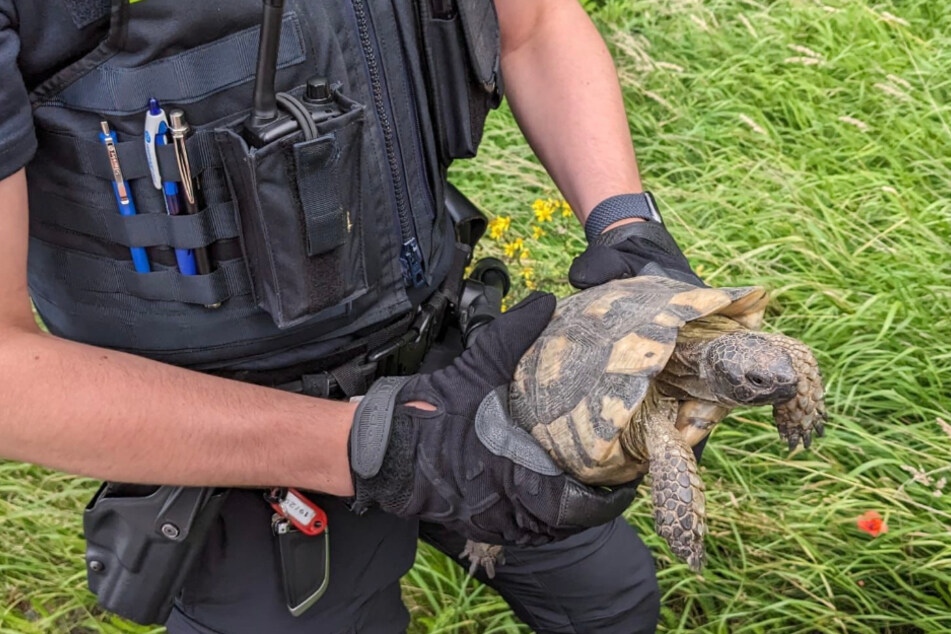 Diese Schildkröte mussten Polizisten am Freitag bei Groß Ippener von der A1 retten. Das Tier war dort höchstwahrscheinlich ausgesetzt worden.