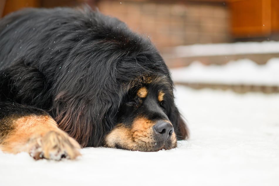 Tibetan mastiffs are mellow and calm dogs.