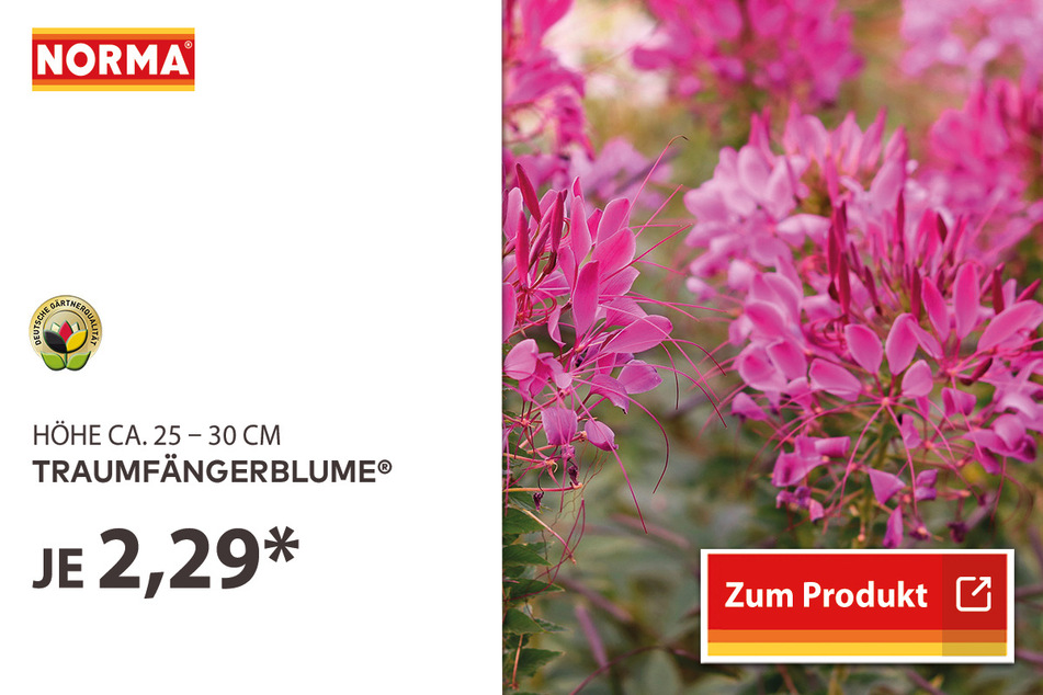 Traumfängerblume für 2,29 Euro