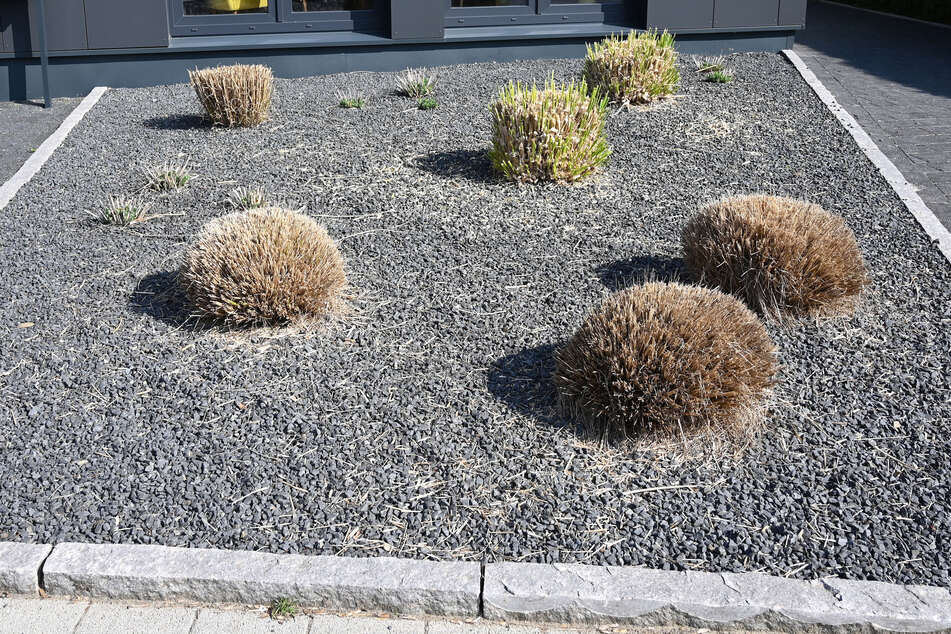 Statt Blumen oder Rasen zieren Kies oder andere Steine Schottergärten. (Symbolbild)