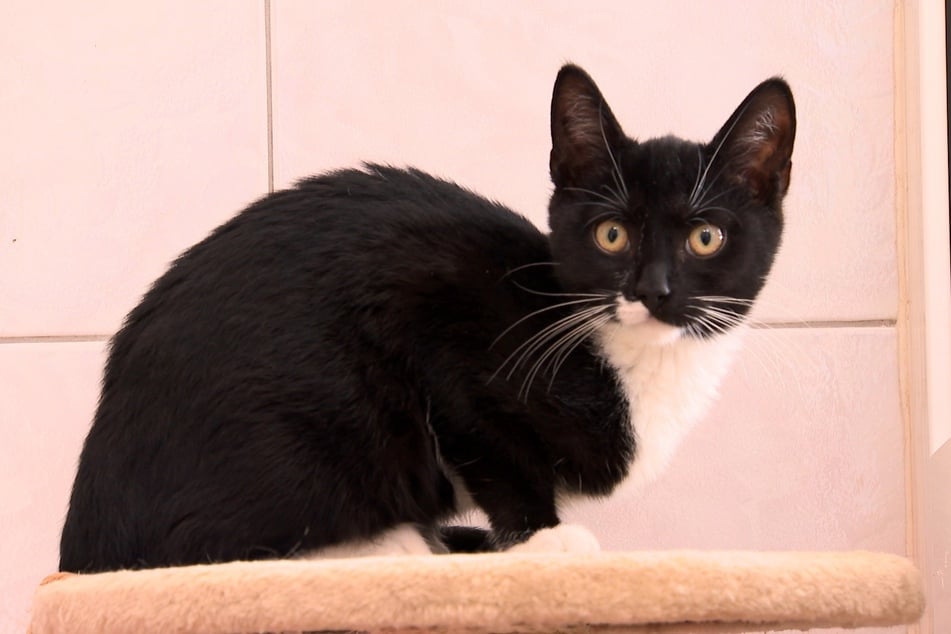 Auch dieses Katzenjungtier ist ein Fundtier.