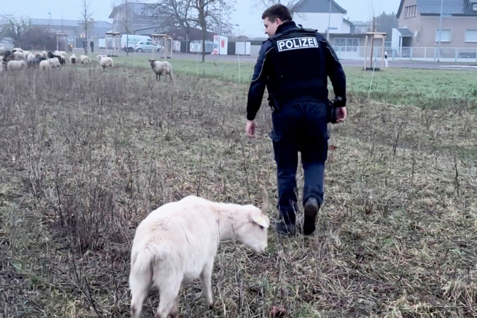 Auch gelegentlich Tiere einzufangen gehört offenbar zum Job eines Polizisten.