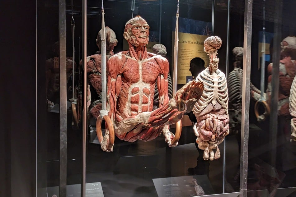 In der Ausstellung wird der menschliche Körper in verschiedenen Lebensphasen zur Schau gestellt.