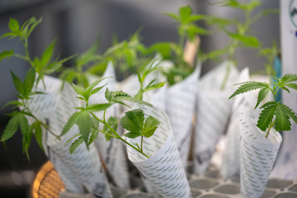 Jedem Schüler und Lehrer über 18 Jahren ist die Mitnahme von Cannabis in die Schule gestattet.