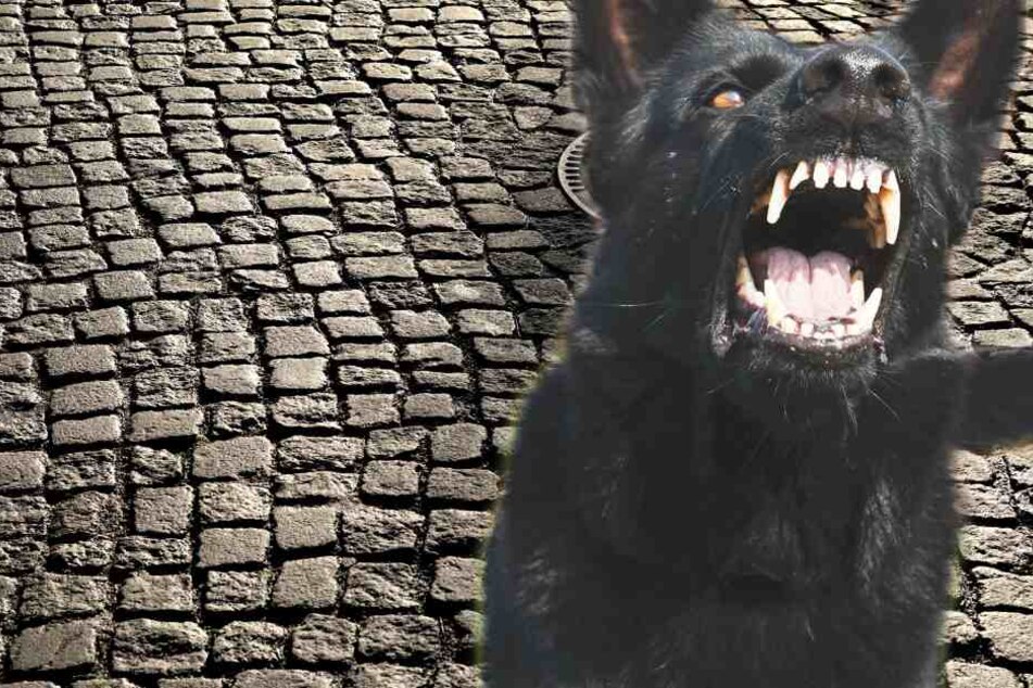 Der Hund biss dem Mann die Nasenspitze ab. (Symbolbild/Fotomontage)