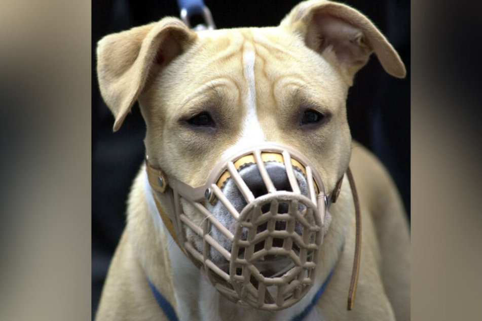 In Leimen haben zwei American-Stafford-Kampfhunde einen 15-Jährigen attackiert und schwer verletzt. (Symbolbild)