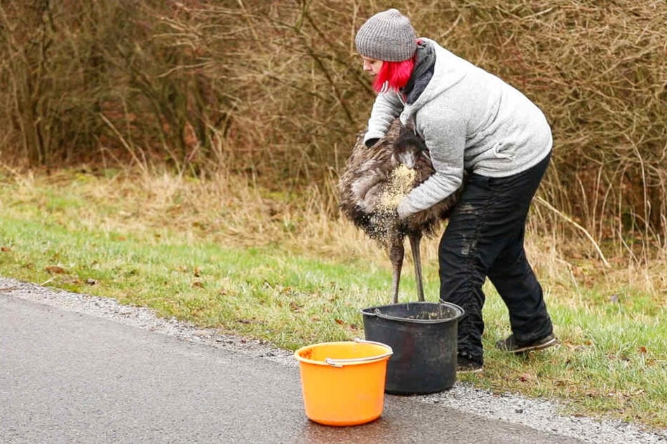 Der Emu wurde mit Futter gelockt und gefangen.
