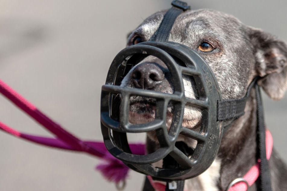 Die beiden elf Monate alten Terrier der Rasse American Staffordshire hätten nicht nur angeleint, sondern auch einen Maulkorb tragen müssen. Dies sei Pflicht bis zur Wesensprüfung, die ab dem zwölften Lebensmonat vorgenommen werden könne, so die Polizei.