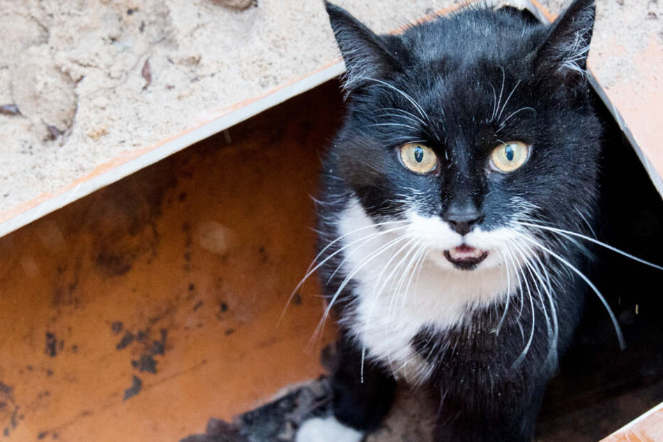 Eine Katze hat einen größeren Feuerwehreinsatz verursacht. (Symbolbild)