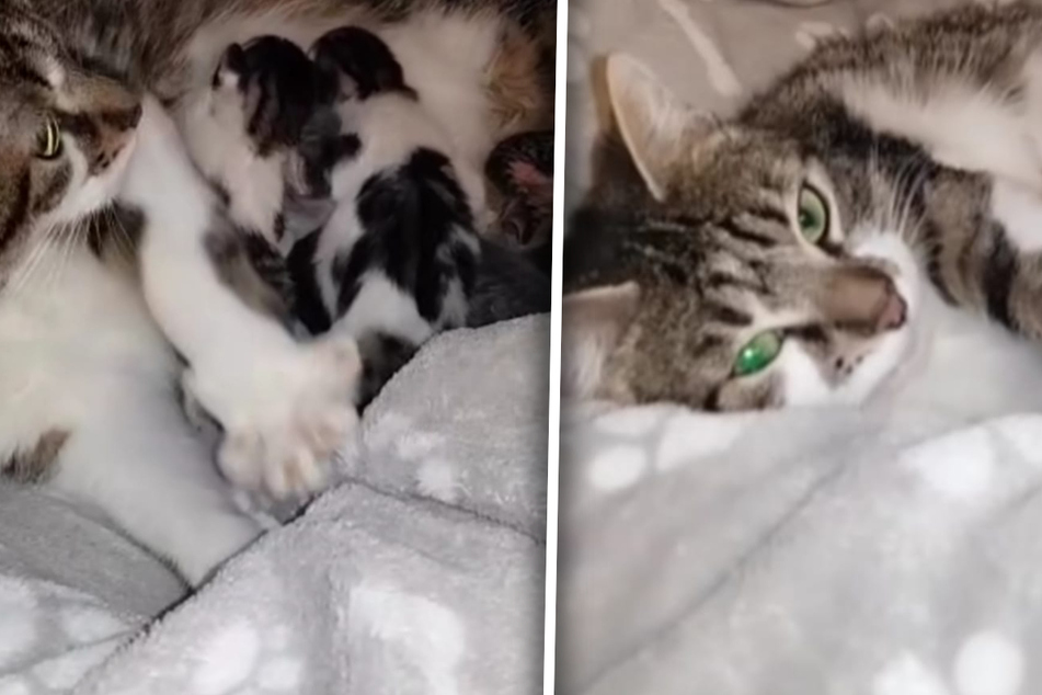 Besitzer bringen ihre schwangere Katze ins Tierheim, weil sie keine Lust auf die Babys haben