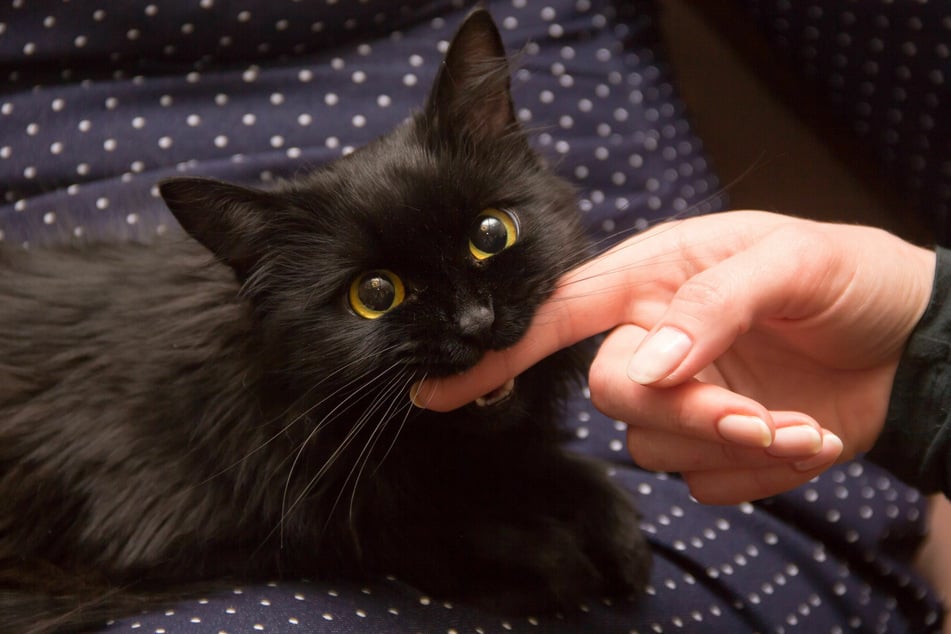 Dass Katzen zubeißen, kann harmlose, aber auch ernstere Gründe haben.