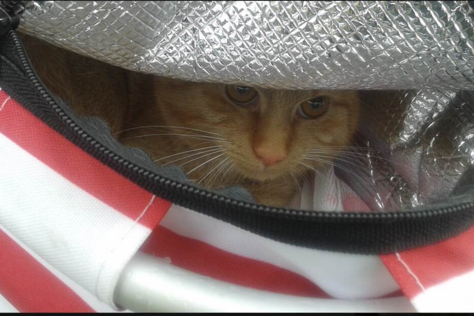Die rote Katze wurde dem Veterinäramt übergeben.