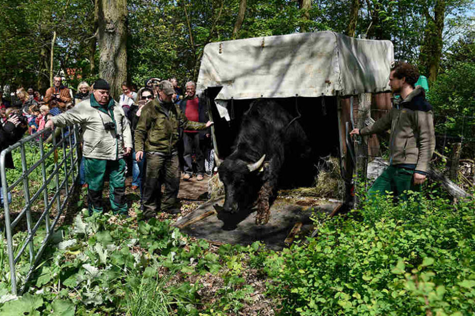 Beim Weideauftrieb wurden sechs Jungbullen auf das Gelände gelassen.