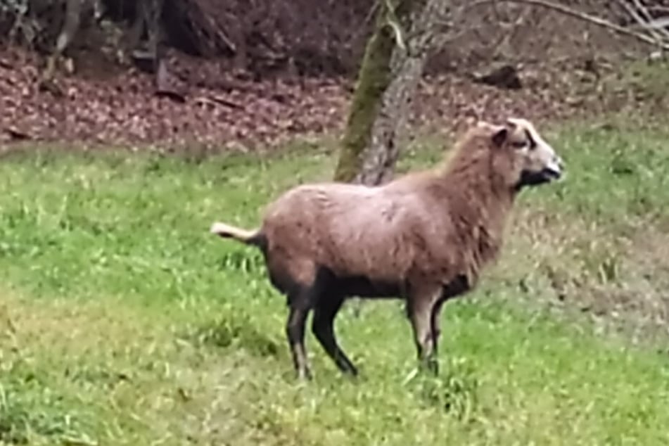 Das Schaf wird von Anwohnern mit Wasser und Heu versorgt (Symbolfoto).