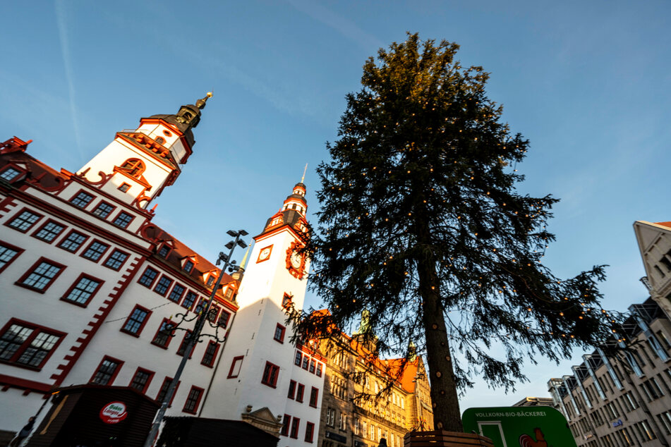 Die Chemnitzer Fichte ist mit 25,15 Metern der höchste Weihnachtsbaum in Sachsen.