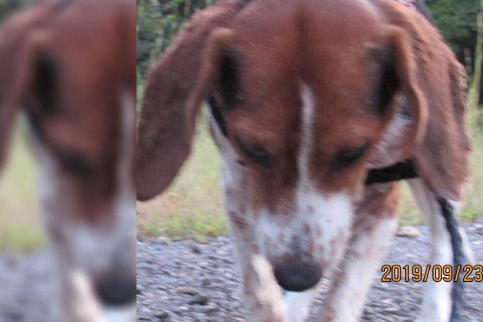 Am Kopf blieb der Beagle verschont. Ansonsten verlor er 75 Prozent seiner Haut.