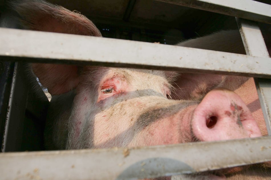 Mitten auf A70! 160 Schweine müssen auf Autobahn umsteigen
