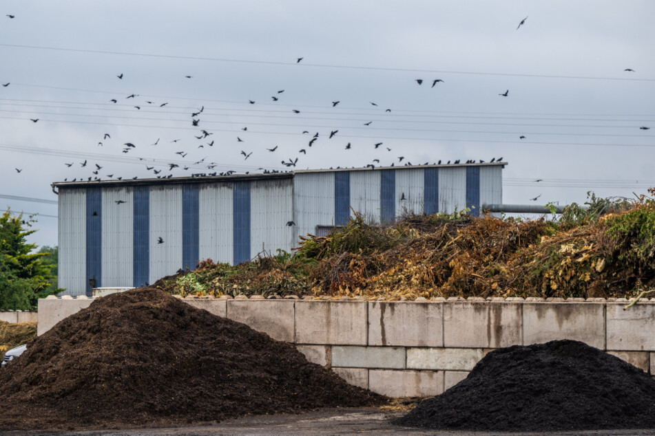 Auf der Kompostieranlage in Hartmannsdorf suchen viele Vögel nach Futter. Auch Störche wurden hier gesichtet.