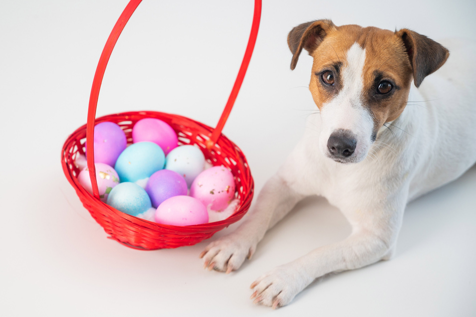 Besonders in der Osterzeit fragen sich viele, ob man Hunden Eier zu fressen geben darf.