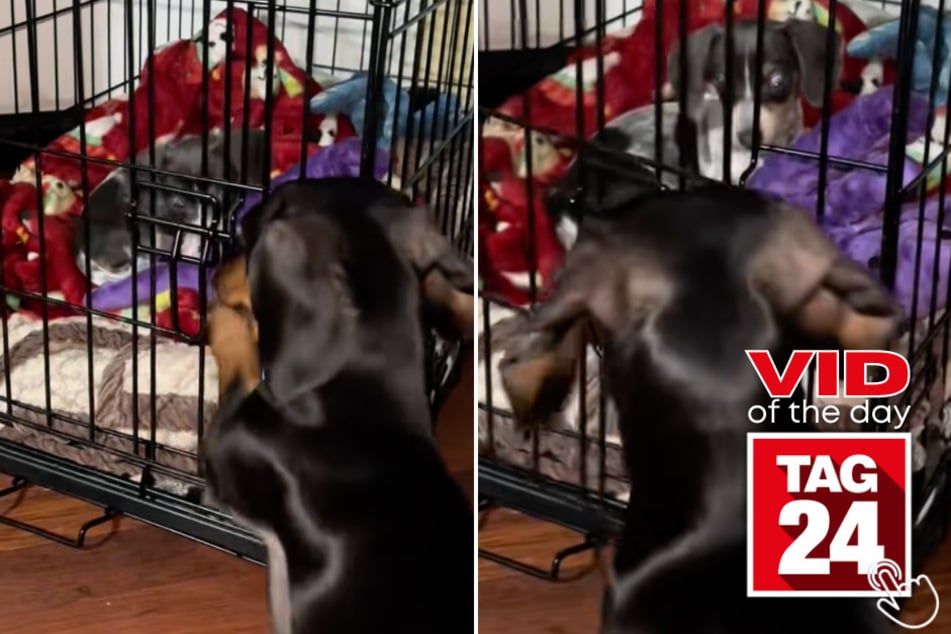 This sneaky Dachshund pulled off the ultimate toy heist, leaving his crate-bound sibling stunned and toy-less.