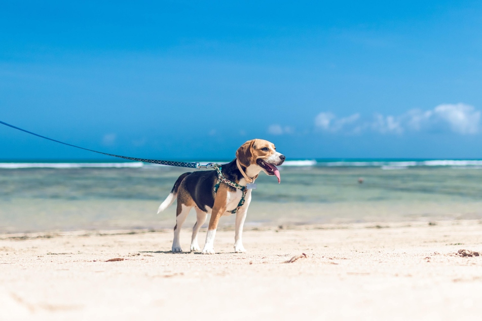 Take your dog for a walk on the beach – it will love it!