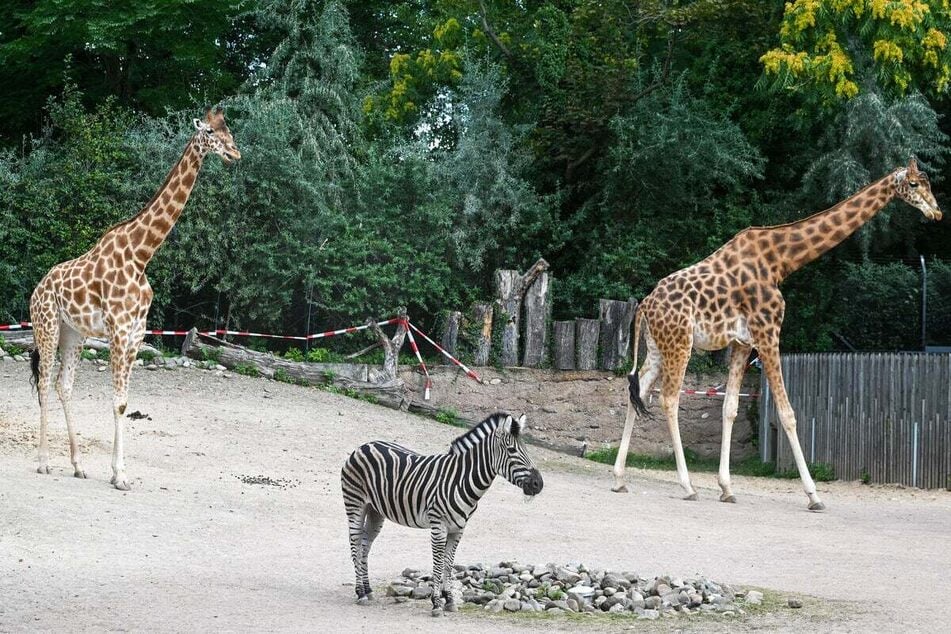 Neue Zoo-Bewohner haben noch gehörig Respekt vor ihren Nachbarn - Wenn Zebras auf Giraffen treffen