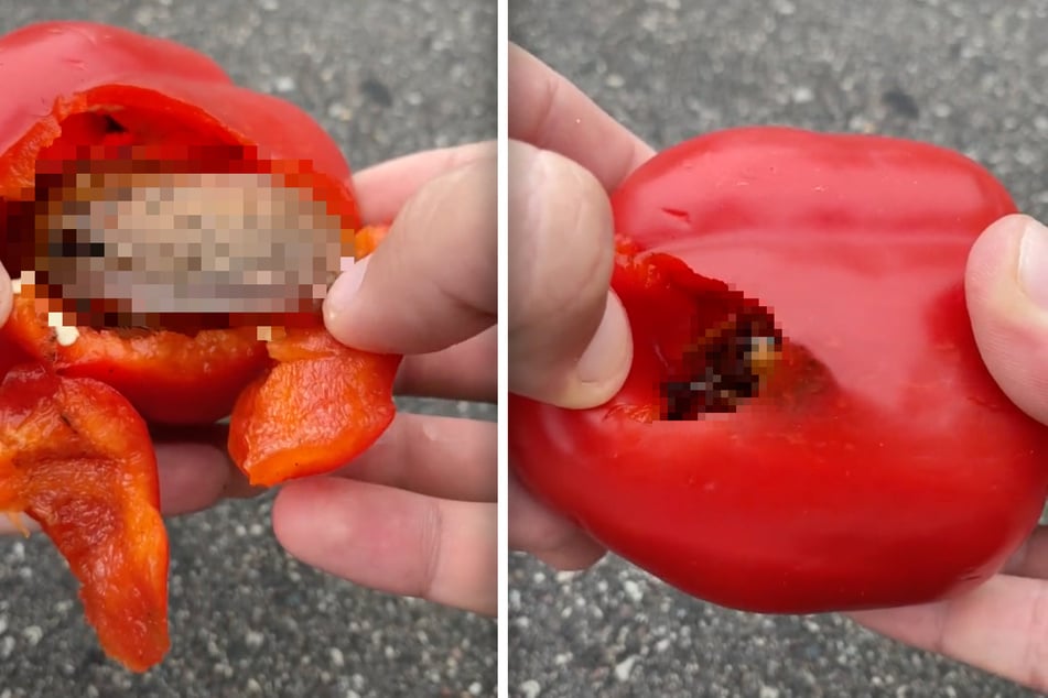 Widerlich! Was krabbelt denn da aus dieser Paprika?