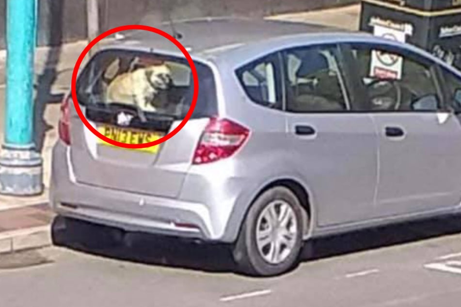 Tödliche Gefahr: Hund bei praller Sonne im Auto zurückgelassen