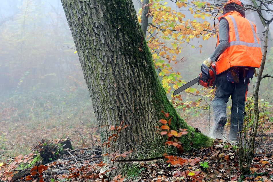 Der umstürzende Baum traf den 54-Jährigen mit voller Wucht, sodass er noch an der Unfallstelle verstarb (Symbolfoto).