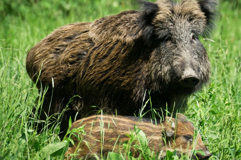 Unter den Wildschweinen im Frankfurter Stadtwald konnte bislang keine Afrikanische Schweinepest nachgewiesen werden. (Symbolbild)