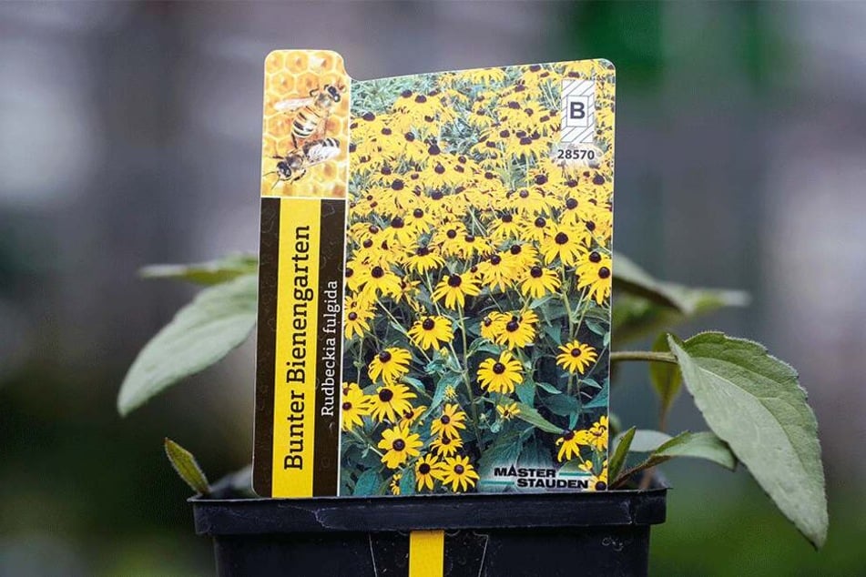 In Gärtnereien werden bienenfreundliche Pflanzen inzwischen oft extra gekennzeichnet.