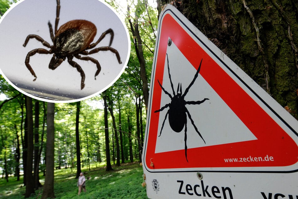 Zecken immer aktiver: Darauf sollten Spaziergänger und Tierhalter jetzt achten