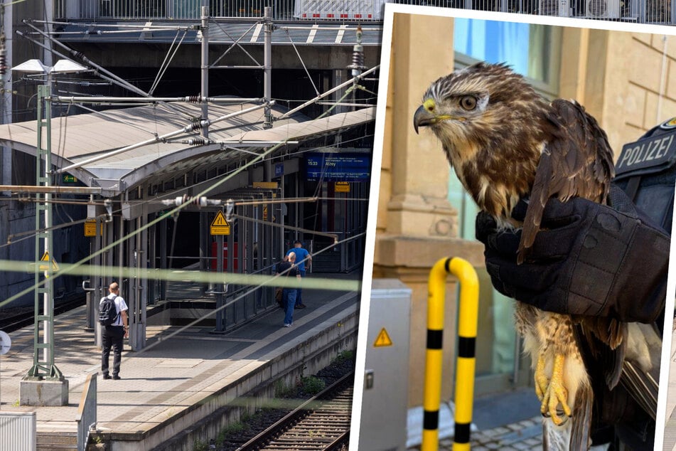 Ungewöhnlicher Einsatz am Mainzer Hauptbahnhof: So kam dieser Greifvogel in die Regionalbahn