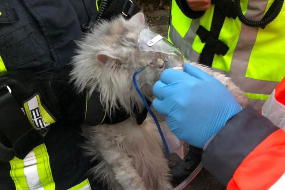 Die Katze konnte noch rechtzeitig gerettet werden.