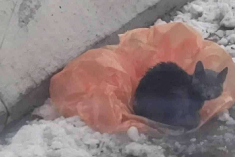 Abandoned kitten found shivering on the icy freeway