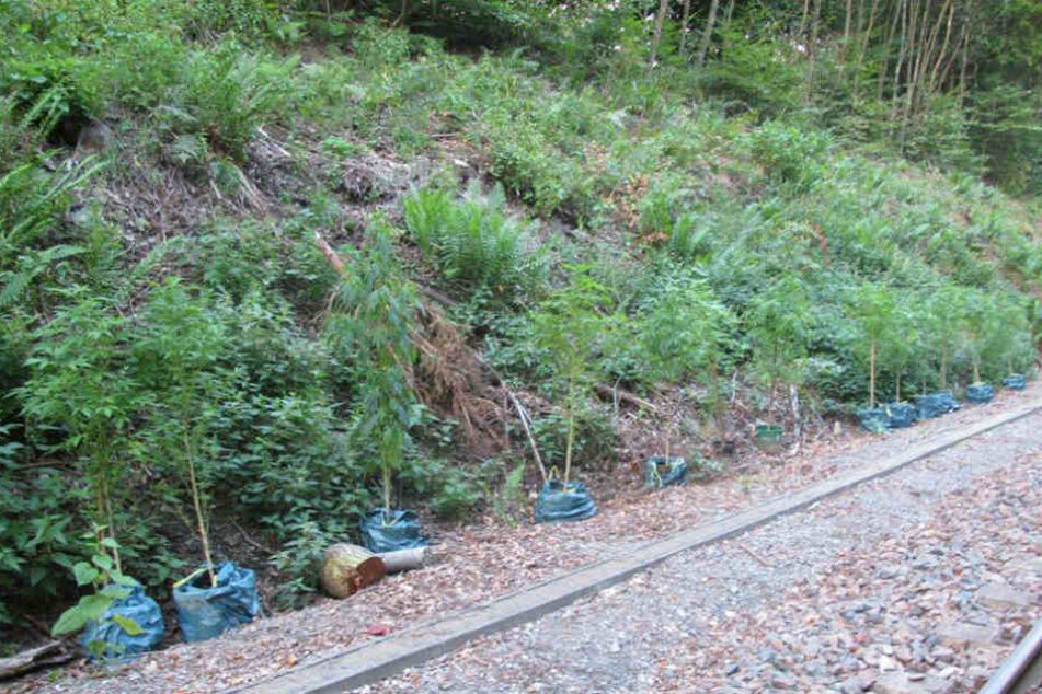 Möglicherweise wurden die Pflanzen am Wegesrand auch nur "entsorgt".