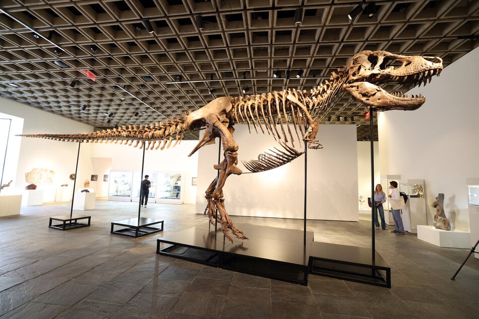 "Gus," a mounted Tyrannosaurus Rex skeleton, is pictured during a press preview at the Sotheby's Breuer building in New York on July 1, 2026.